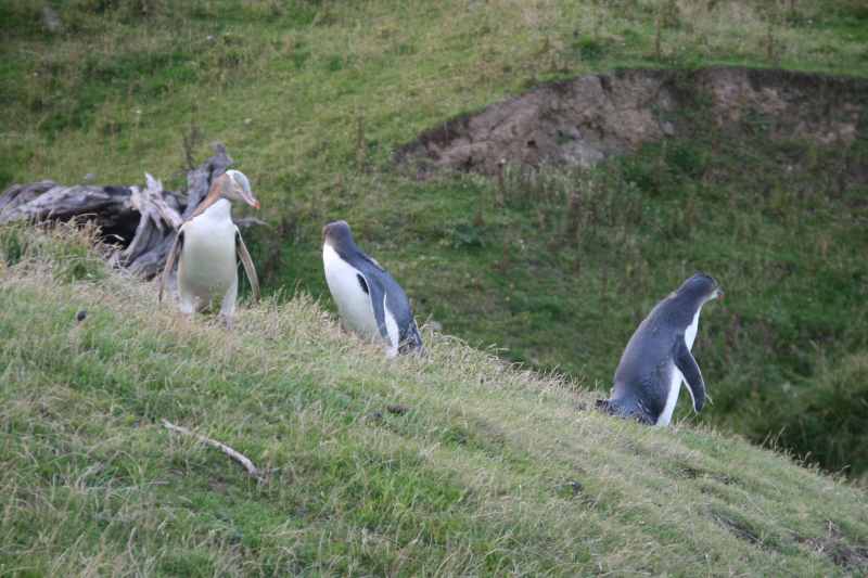 Nieuw-Zeeland 2011 - 2051